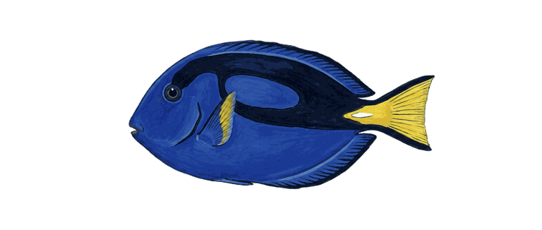 Painted specimen portrait of a royal blue tang with a yellow tail and a spine at its base