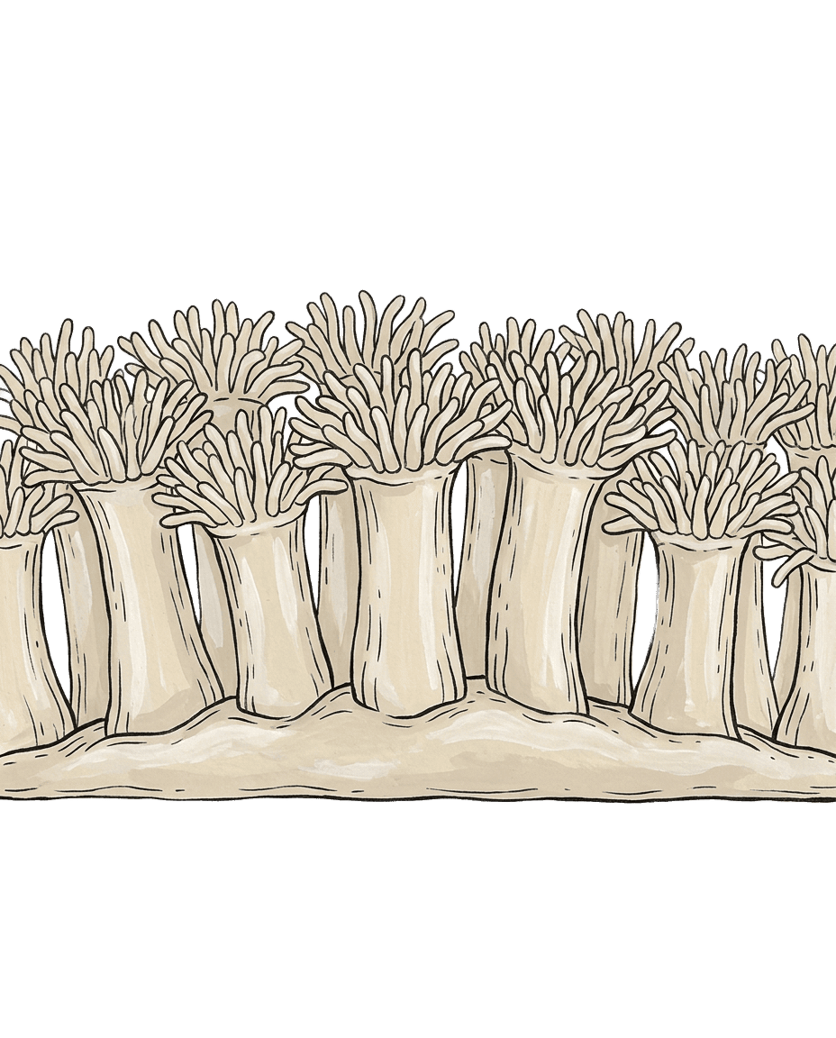 Painted plate of Bone Anemone Field