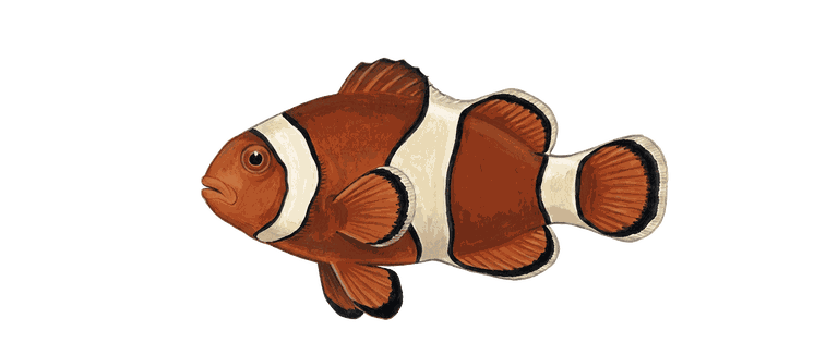 Painted specimen portrait of an orange and white clownfish