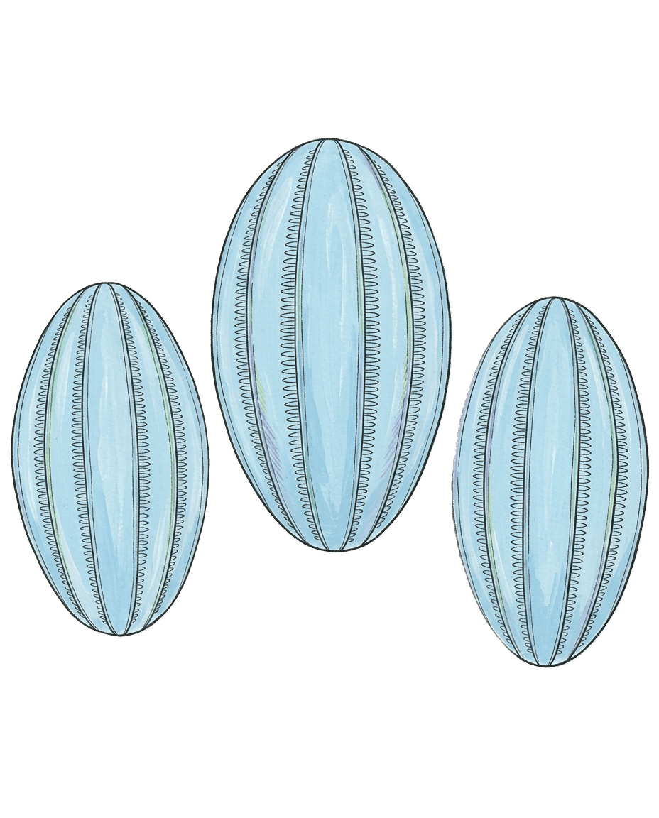Painted plate of Comb Jelly Veil