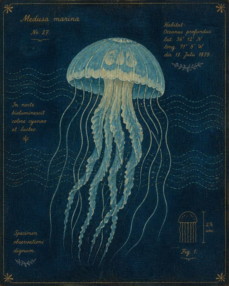 Painted specimen portrait of a translucent bioluminescent jellyfish