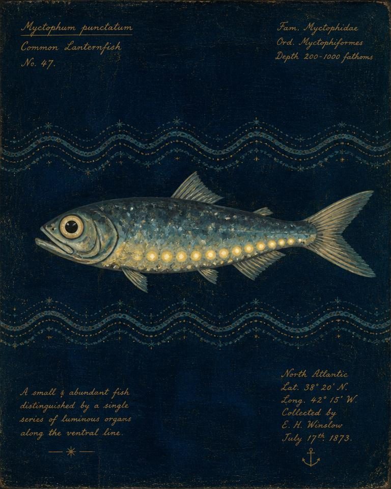 Painted specimen portrait of a lanternfish with glowing photophores along its belly
