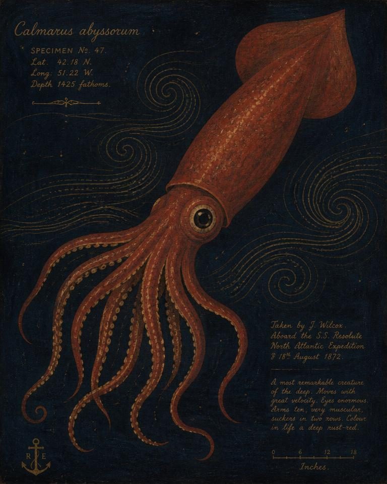 Painted specimen portrait of a rust-red deep-sea squid