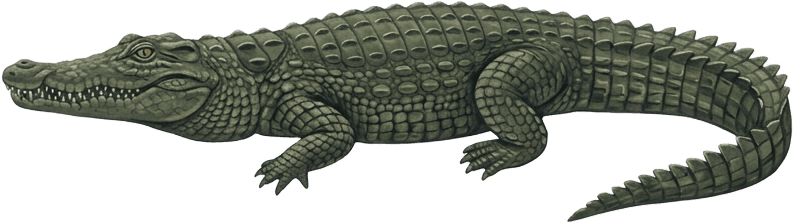 Painted specimen plate of a saltwater crocodile, submerged in side profile