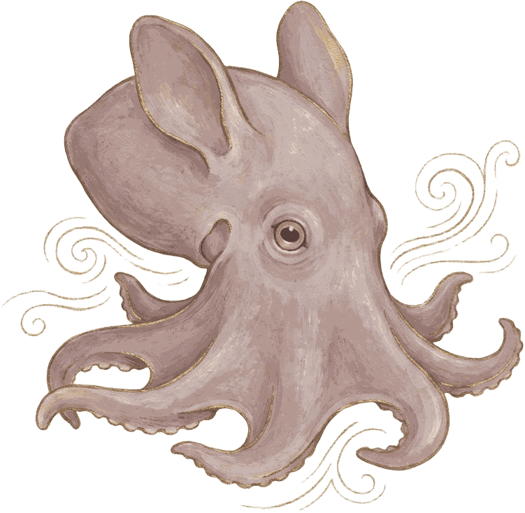 Painted specimen portrait of a dumbo octopus with two ear-fins walking the bed