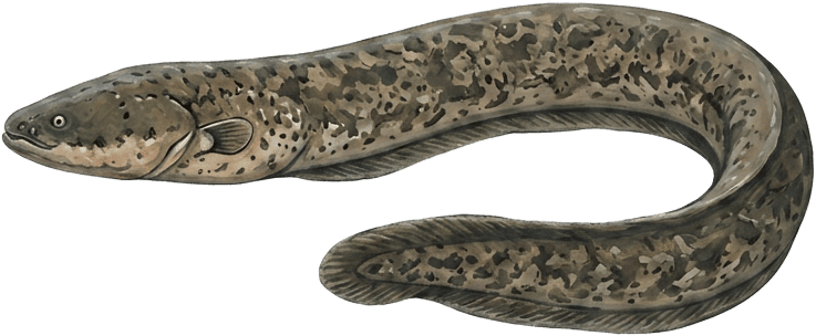 Painted specimen plate of an electric eel coiling through deep water