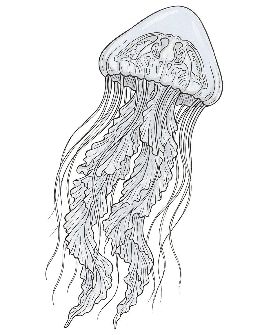 Painted plate of Ghost Nettle