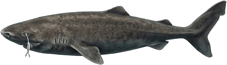 Painted specimen plate of a Greenland shark with a copepod on its eye, in near-black cold water
