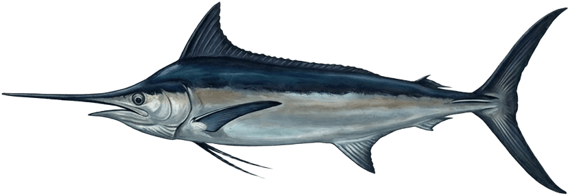 Painted specimen plate of a black marlin, bill forward, submerged in side profile