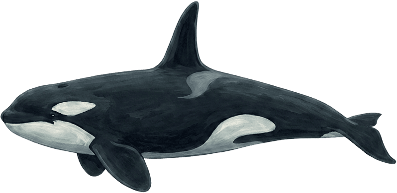 Painted specimen plate of an orca, submerged in side profile