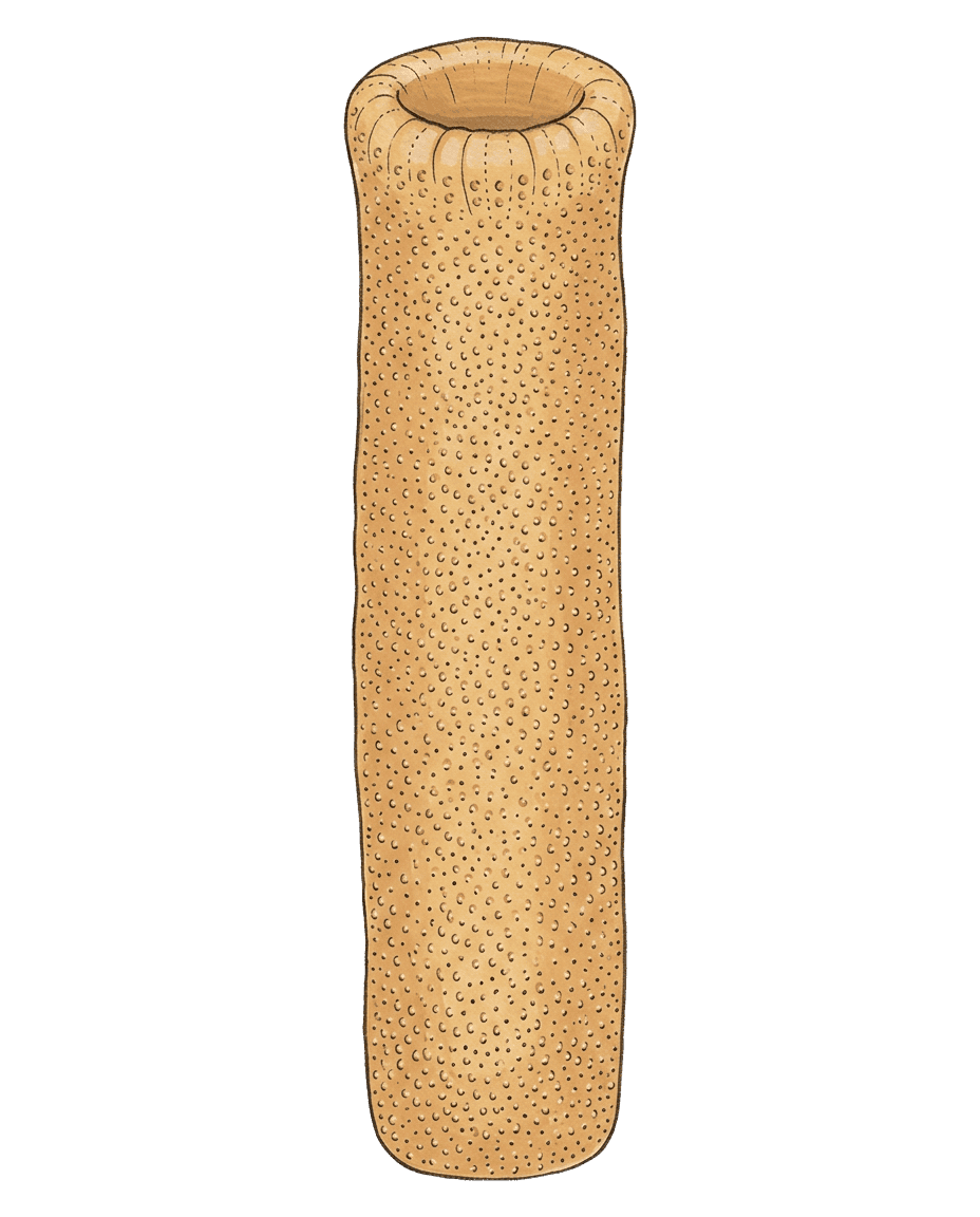 Painted plate of Pyrosome Column