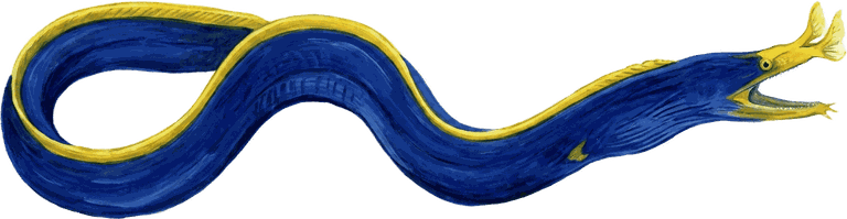 Painted specimen portrait of a ribbon eel, black to blue to yellow, threading a crevice