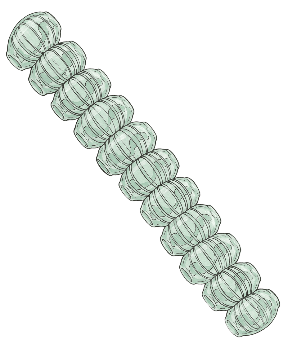 Painted plate of Salp Chain