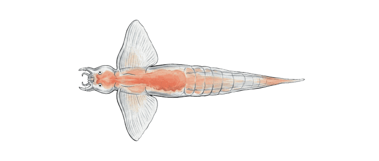 Painted specimen portrait of a transparent sea angel with beating wings and hidden hooks