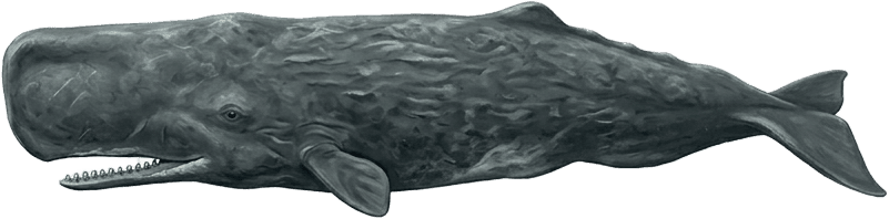 Painted specimen plate of a sperm whale, blunt head forward, submerged in side profile