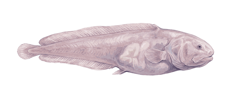 Painted specimen portrait of a translucent trench snailfish with an unfinished skull