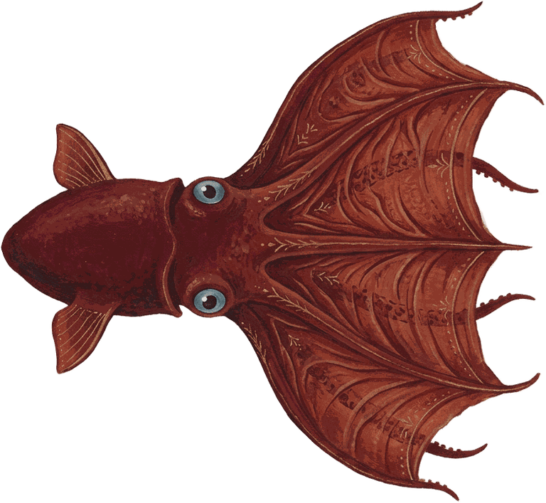 Painted specimen portrait of a vampire squid with a webbed cloak and red eyes