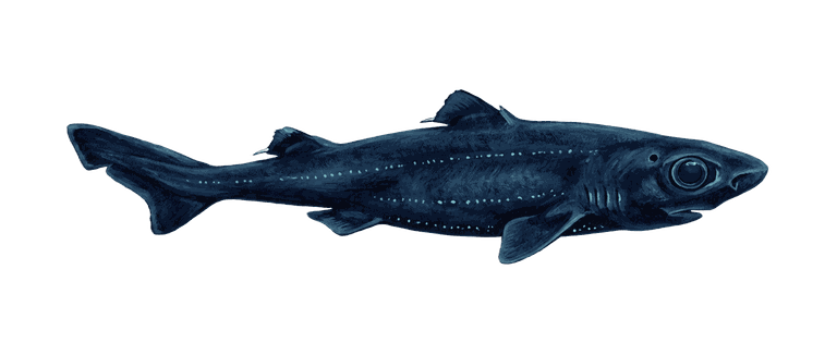 Painted specimen portrait of a small velvet lanternshark with a faintly glowing belly