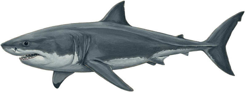 Painted specimen plate of a great white shark, submerged in side profile