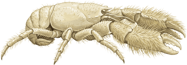 Painted specimen portrait of a hairy-armed yeti crab over a vent